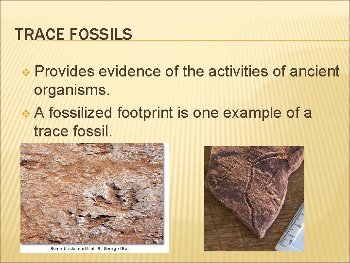 TRACE FOSSILS v Provides evidence of the activities of ancient organisms. v A fossilized