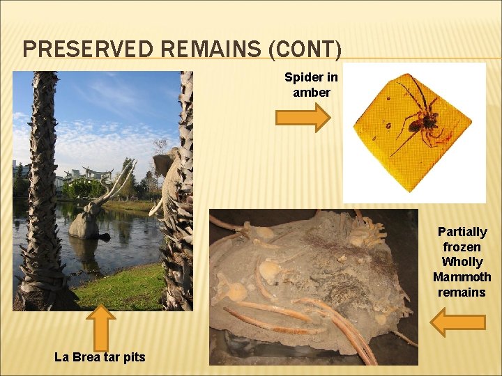 PRESERVED REMAINS (CONT) Spider in amber Partially frozen Wholly Mammoth remains La Brea tar