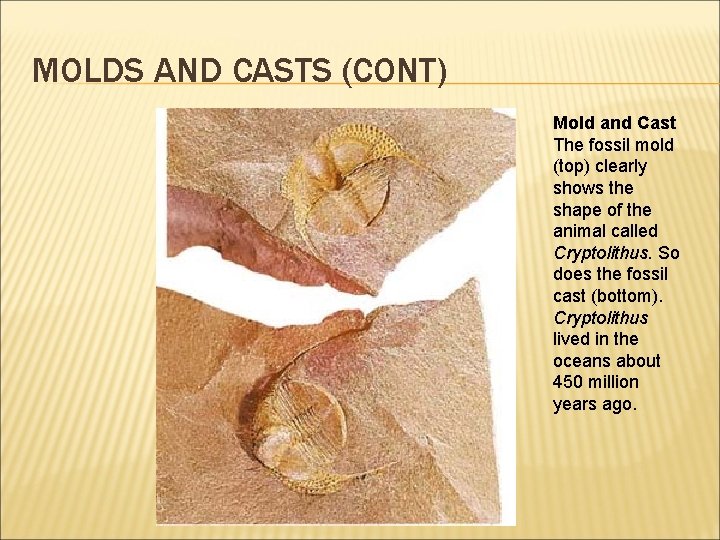 MOLDS AND CASTS (CONT) Mold and Cast The fossil mold (top) clearly shows the