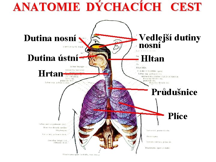 ANATOMIE DÝCHACÍCH CEST Dutina nosní Dutina ústní Vedlejší dutiny nosní Hltan Hrtan Průdušnice Plíce