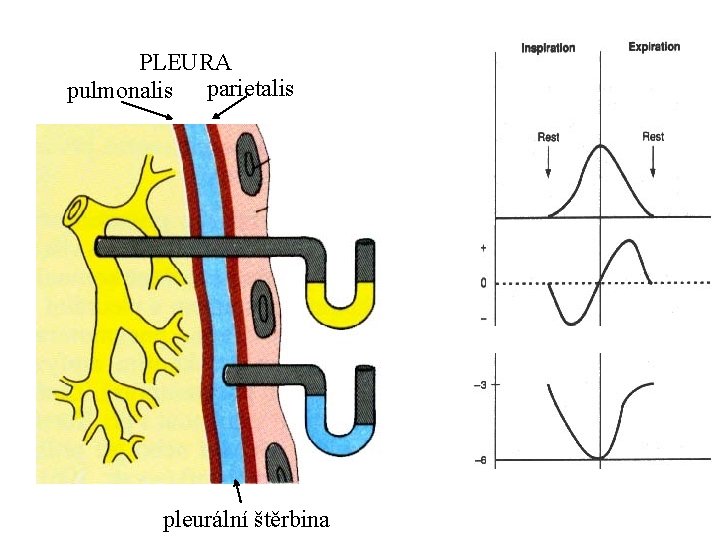 PLEURA pulmonalis parietalis pleurální štěrbina 