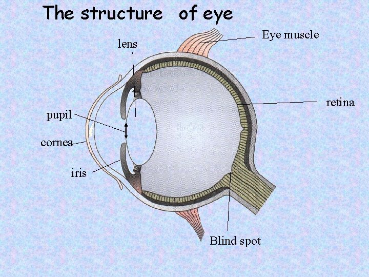 The structure of eye Eye muscle lens retina pupil cornea iris Blind spot 