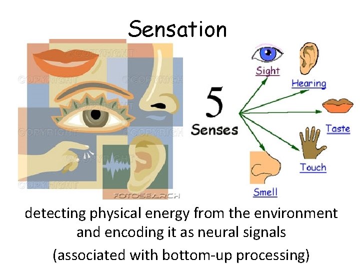 Sensation detecting physical energy from the environment and encoding it as neural signals (associated