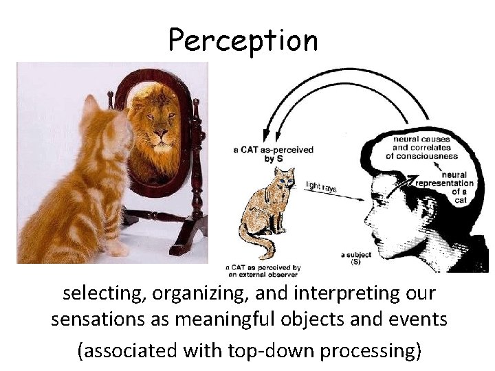 Perception selecting, organizing, and interpreting our sensations as meaningful objects and events (associated with