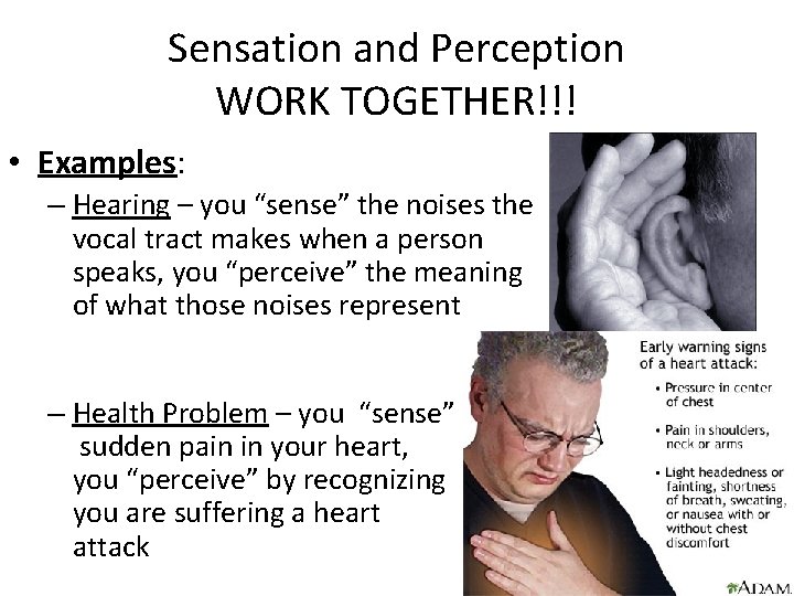 Sensation and Perception WORK TOGETHER!!! • Examples: – Hearing – you “sense” the noises