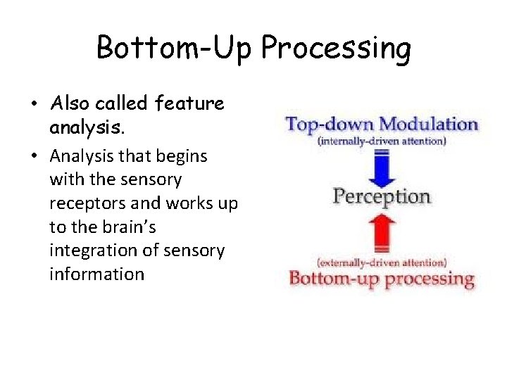 Bottom-Up Processing • Also called feature analysis. • Analysis that begins with the sensory