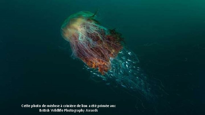 Cette photo de méduse à crinière de lion a été primée aux British Wildlife