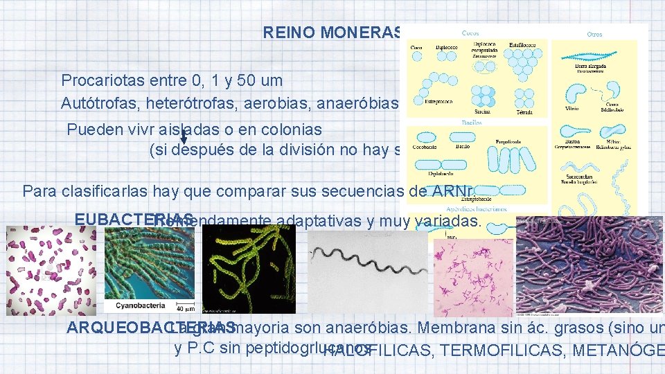 REINO MONERAS Procariotas entre 0, 1 y 50 um Autótrofas, heterótrofas, aerobias, anaeróbias o