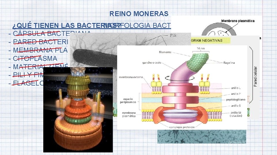 REINO MONERAS MORFOLOGIA BACTERIANA ¿QUÉ TIENEN LAS BACTERIAS? - CÁPSULA BACTERIANA - PARED BACTERIANA