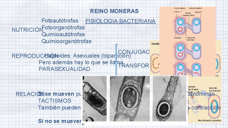 REINO MONERAS Fotoautótrofas FISIOLOGIA BACTERIANA NUTRICIÓNFotoorganótrofas Quimioautótrofas Quimioorganótrofas CONJUGACIÓN Haploides. Asexuales (bipartición) REPRODUCCIÓN Pero