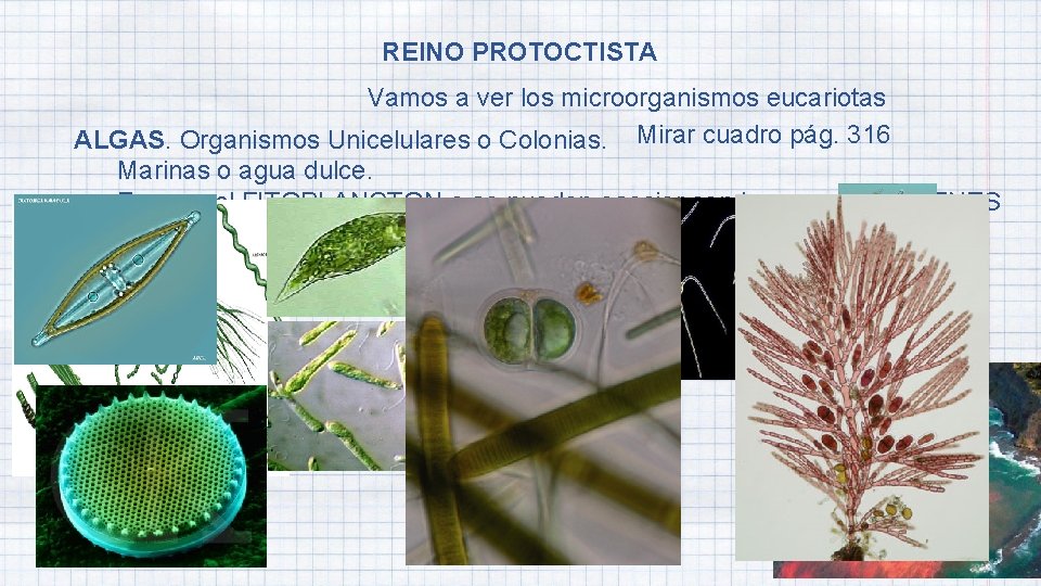 REINO PROTOCTISTA Vamos a ver los microorganismos eucariotas ALGAS. Organismos Unicelulares o Colonias. Mirar