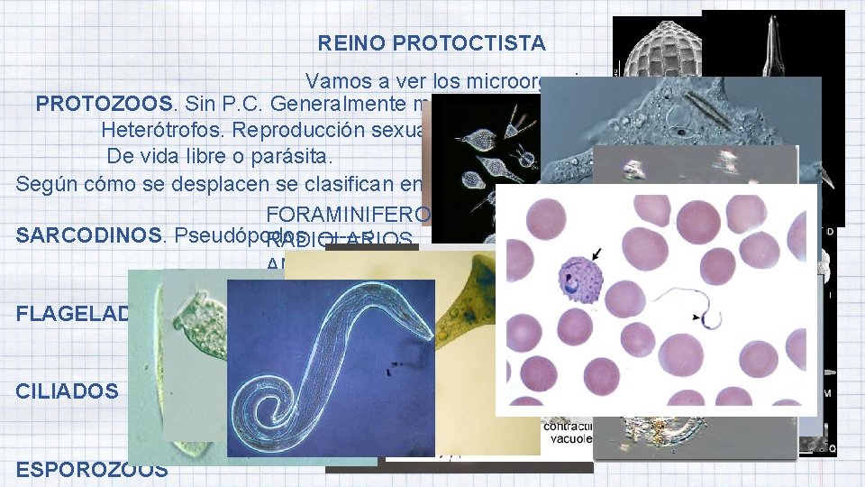 REINO PROTOCTISTA Vamos a ver los microorganismos eucariotas PROTOZOOS. Sin P. C. Generalmente móviles.