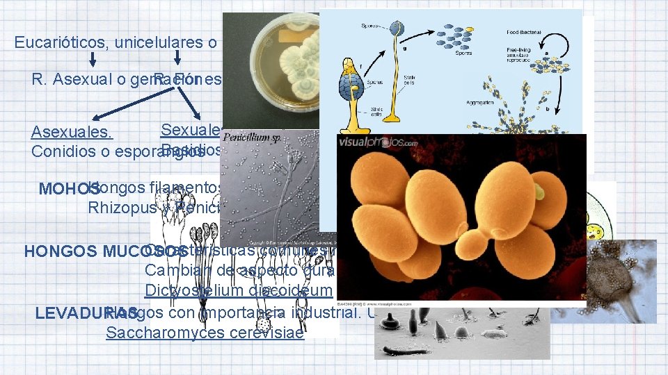 REINO HONGOS Eucarióticos, unicelulares o pluricelulares, heterótrofos con P. C (QUITINA) R. Asexual o