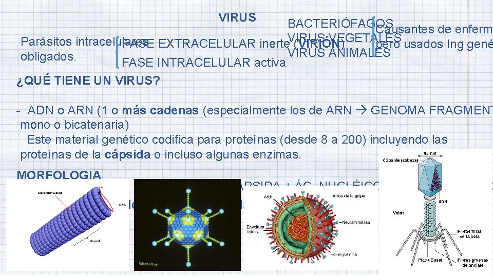 VIRUS BACTERIÓFAGOS Causantes de enferm VEGETALES Parásitos intracelulares FASE EXTRACELULAR inerte. VIRUS (VIRIÓN) pero