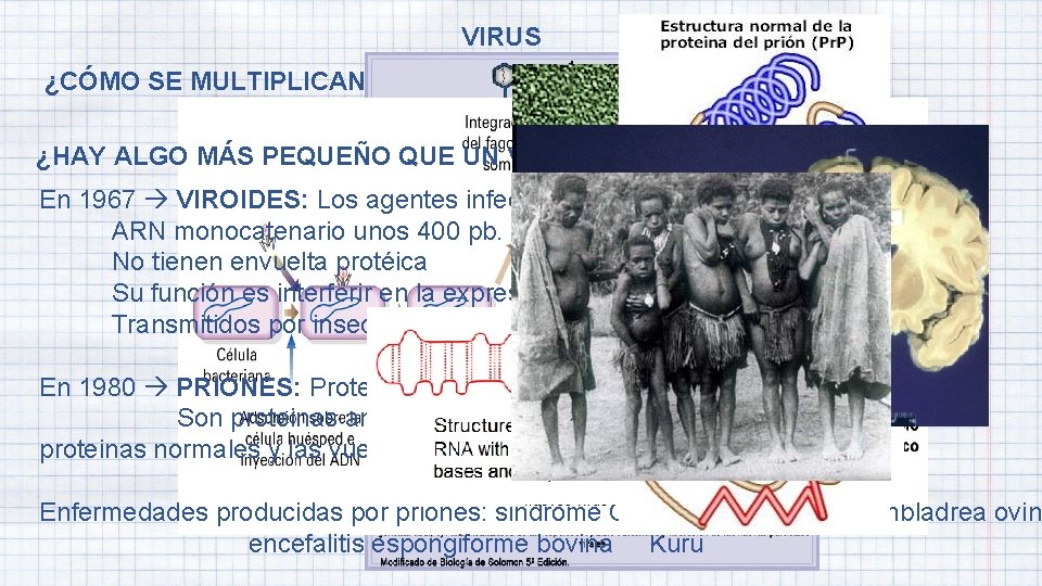 VIRUS ¿CÓMO SE MULTIPLICAN LOS VIRUS? ¿HAY ALGO MÁS PEQUEÑO QUE UN VIRUS? En