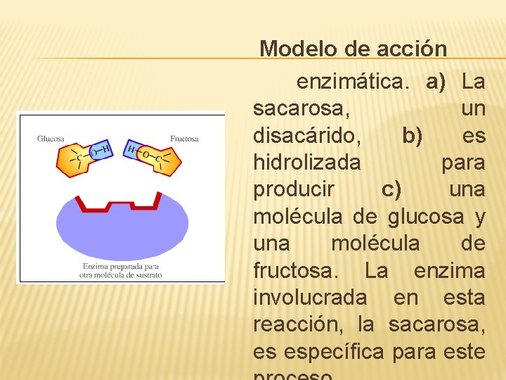 Modelo de acción enzimática. a) La sacarosa, un disacárido, b) es hidrolizada para producir
