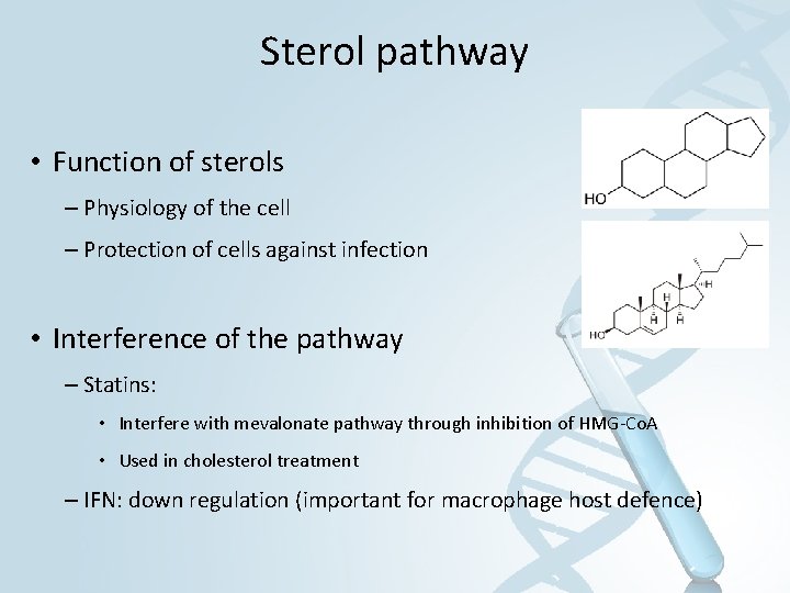 Sterol pathway • Function of sterols – Physiology of the cell – Protection of