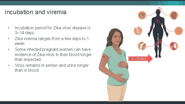Incubation and viremia • • Incubation period for Zika virus disease is 3– 14