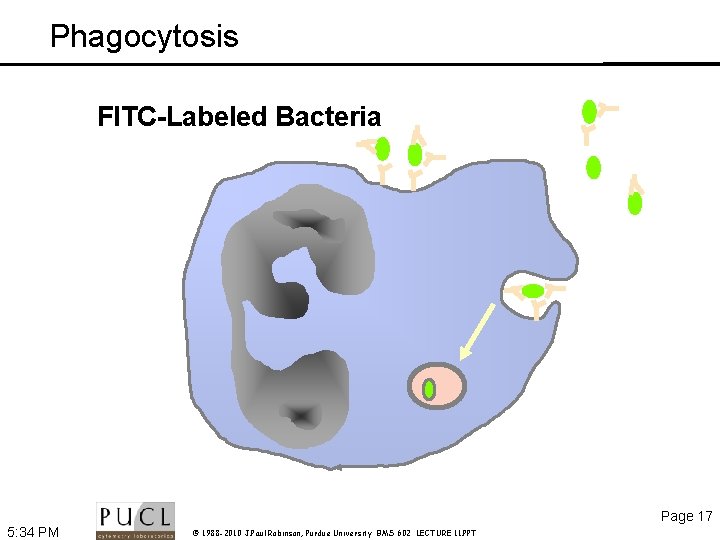 Phagocytosis FITC-Labeled Bacteria Page 17 5: 34 PM © 1988 -2010 J. Paul Robinson,