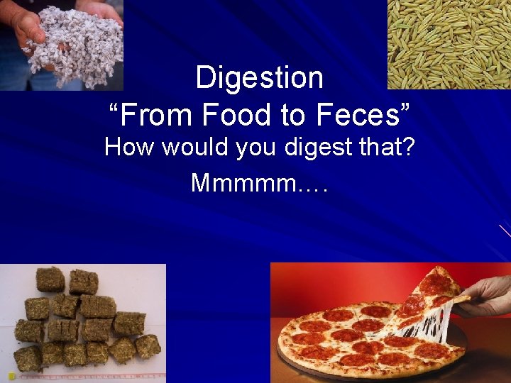 Digestion “From Food to Feces” How would you digest that? Mmmmm…. 