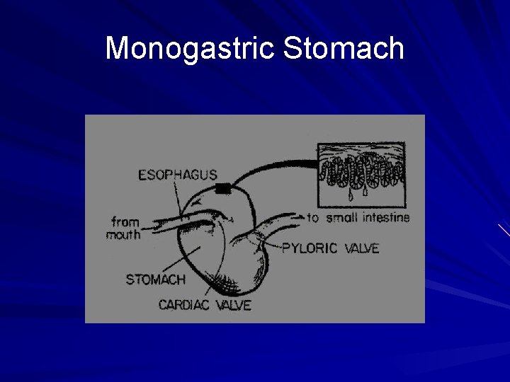 Monogastric Stomach 