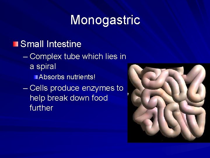 Monogastric Small Intestine – Complex tube which lies in a spiral Absorbs nutrients! –