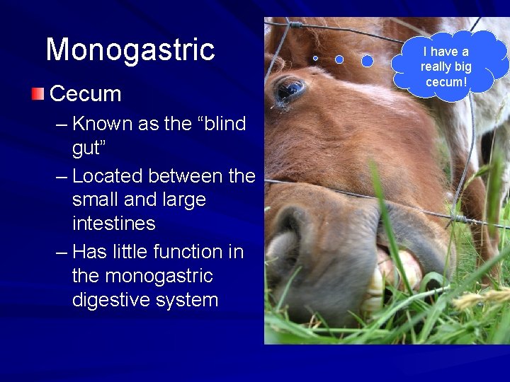 Monogastric Cecum – Known as the “blind gut” – Located between the small and