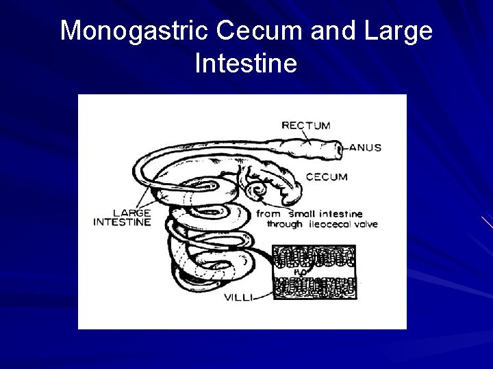 Monogastric Cecum and Large Intestine 