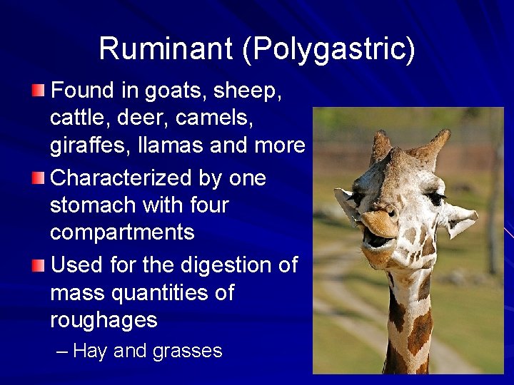 Ruminant (Polygastric) Found in goats, sheep, cattle, deer, camels, giraffes, llamas and more Characterized