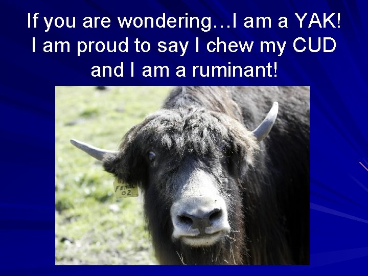 If you are wondering…I am a YAK! I am proud to say I chew