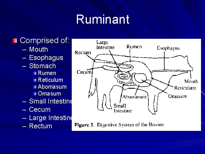 Ruminant Comprised of: – Mouth – Esophagus – Stomach Rumen Reticulum Abomasum Omasum –