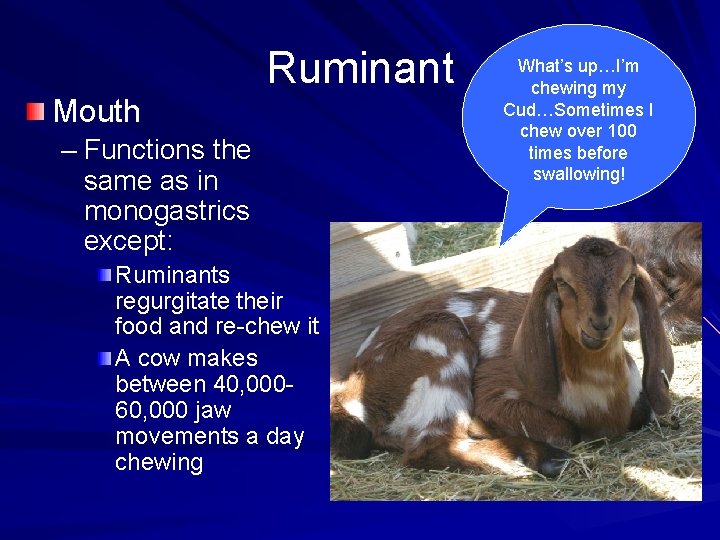 Mouth Ruminant – Functions the same as in monogastrics except: Ruminants regurgitate their food