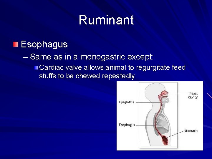 Ruminant Esophagus – Same as in a monogastric except: Cardiac valve allows animal to