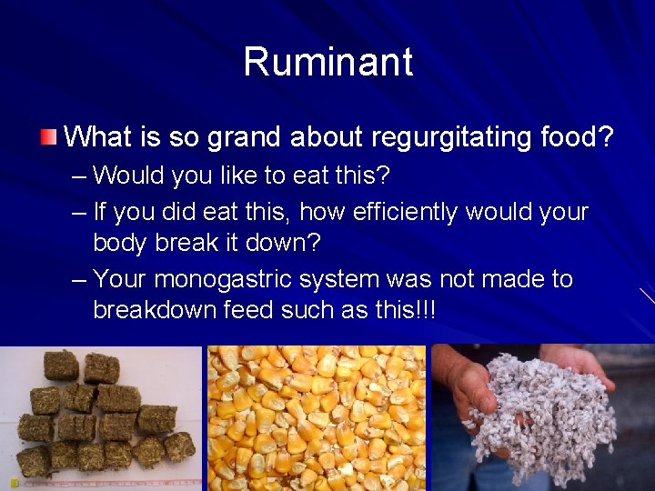 Ruminant What is so grand about regurgitating food? – Would you like to eat
