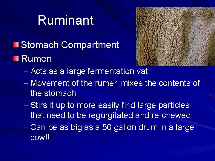 Ruminant Stomach Compartment Rumen – Acts as a large fermentation vat – Movement of