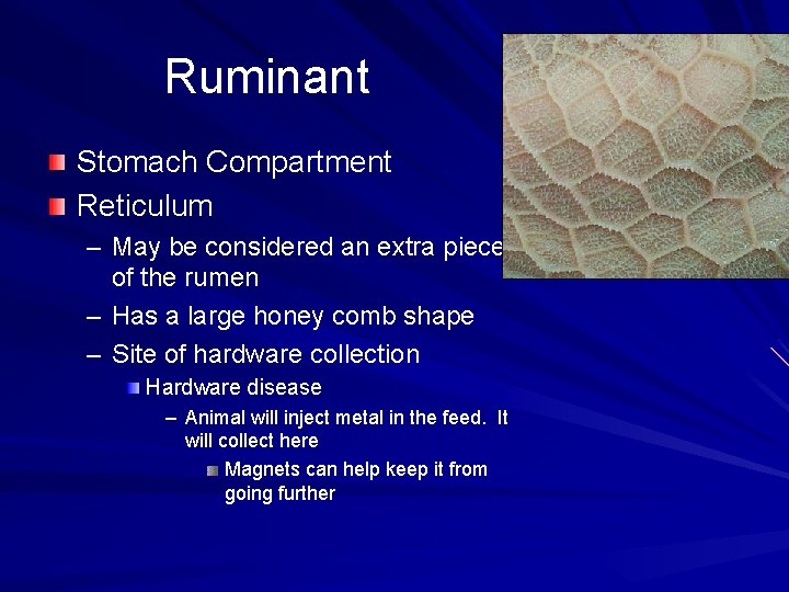 Ruminant Stomach Compartment Reticulum – May be considered an extra piece of the rumen