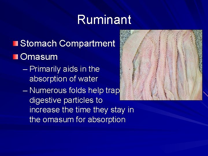 Ruminant Stomach Compartment Omasum – Primarily aids in the absorption of water – Numerous