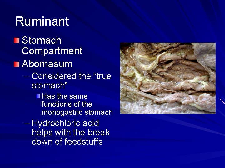 Ruminant Stomach Compartment Abomasum – Considered the “true stomach” Has the same functions of