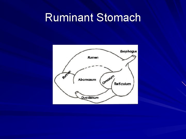 Ruminant Stomach 