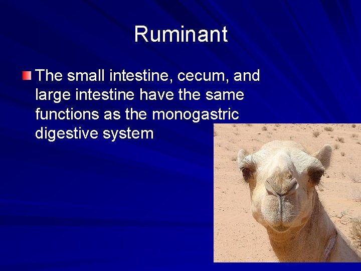 Ruminant The small intestine, cecum, and large intestine have the same functions as the