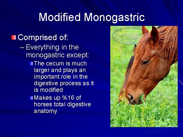 Modified Monogastric Comprised of: – Everything in the monogastric except: The cecum is much