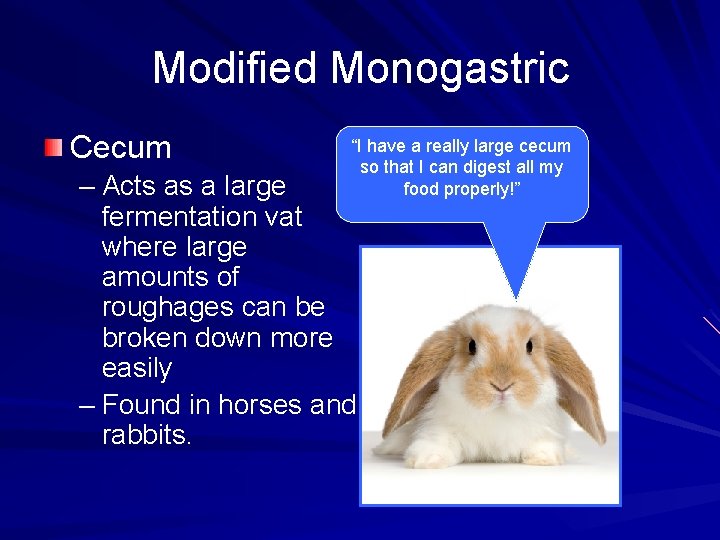 Modified Monogastric Cecum “I have a really large cecum so that I can digest