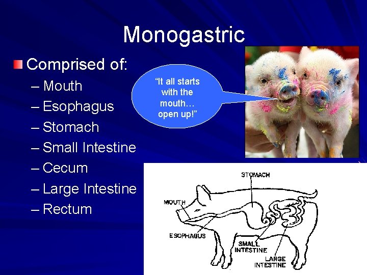 Monogastric Comprised of: – Mouth – Esophagus – Stomach – Small Intestine – Cecum