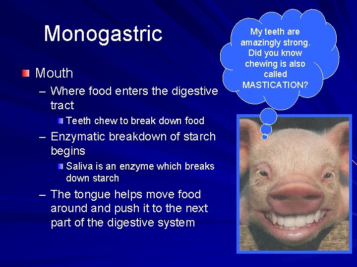 Monogastric Mouth – Where food enters the digestive tract Teeth chew to break down