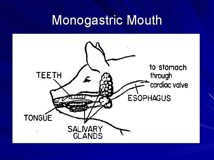 Monogastric Mouth 