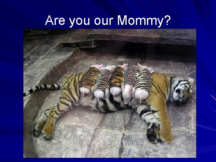 Are you our Mommy? 