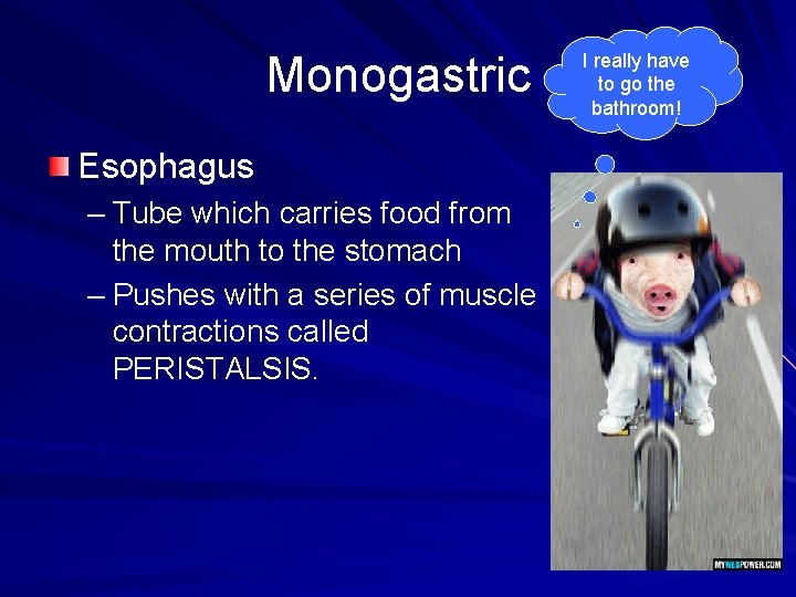 Monogastric Esophagus – Tube which carries food from the mouth to the stomach –