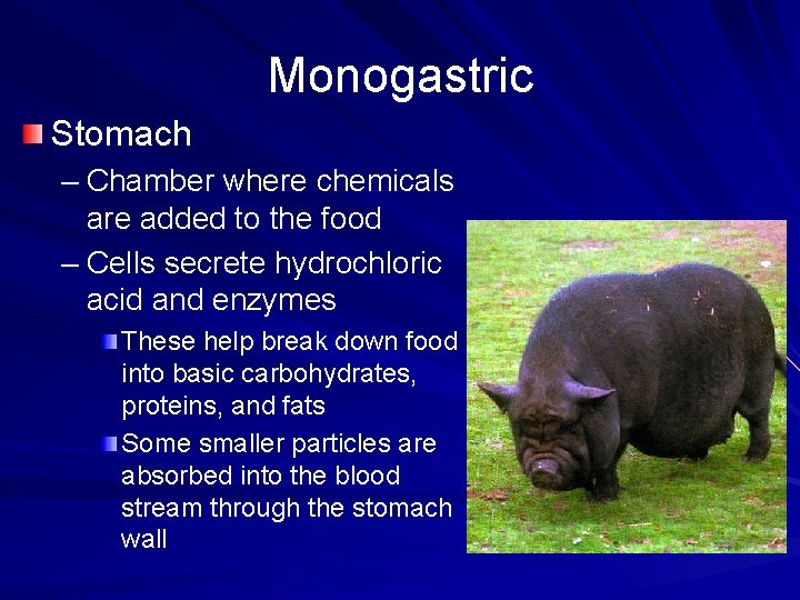 Monogastric Stomach – Chamber where chemicals are added to the food – Cells secrete