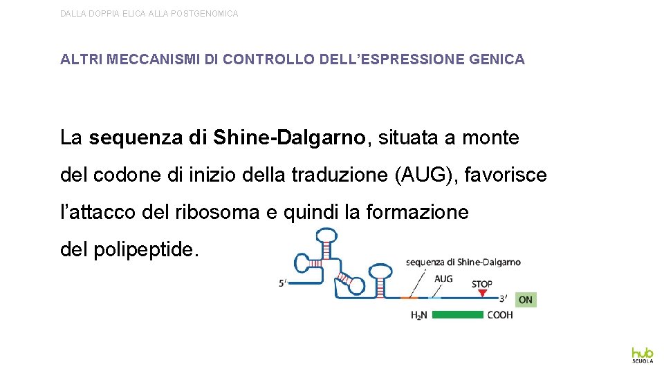 DALLA DOPPIA ELICA ALLA POSTGENOMICA ALTRI MECCANISMI DI CONTROLLO DELL’ESPRESSIONE GENICA La sequenza di