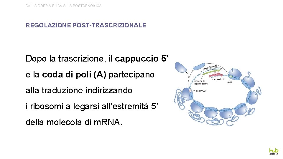 DALLA DOPPIA ELICA ALLA POSTGENOMICA REGOLAZIONE POST-TRASCRIZIONALE Dopo la trascrizione, il cappuccio 5’ e